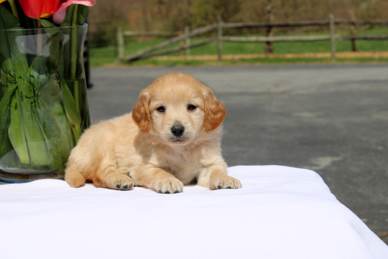 puppy, for, sale, Mini Goldendoodle F2, Matthew B. Stoltzfus, dog, breeder, Gap, PA, dog-breeder, puppy-for-sale, forsale, nearby, find, puppyfind, locator, puppylocator, aca